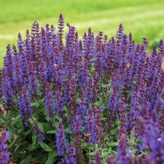 Bumbleblue Salvia Thumbnail